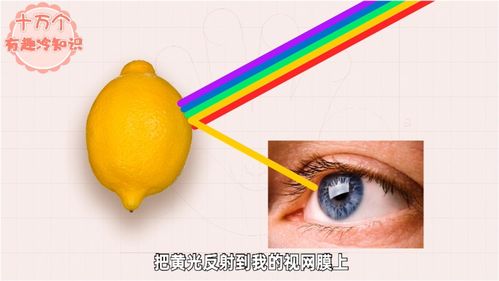 我们的眼睛就是我们的监狱,而目光所，我们的眼睛忙极了不知看哪一处好用一个成语代替
