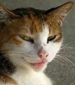 扯猫尾巴，扯猫尾巴会拉稀吗