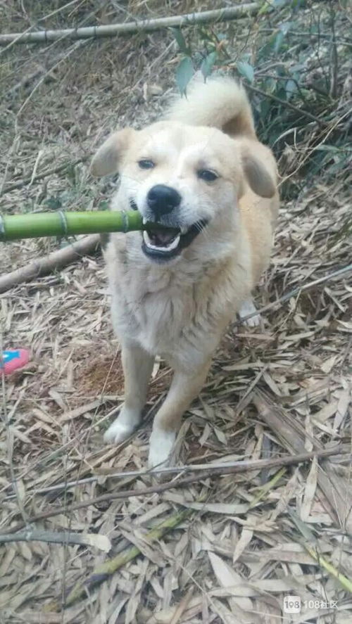 狗丢了怎么才能找回来