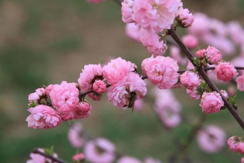仿写春的作文，仿写春天的早晨