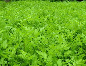 闽南话叫“遍地景”的小草,其真正学名是什么?