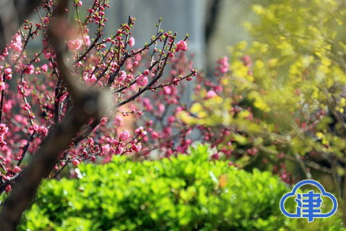 百花齐放春满园的意思，百花齐放春满园的诗句