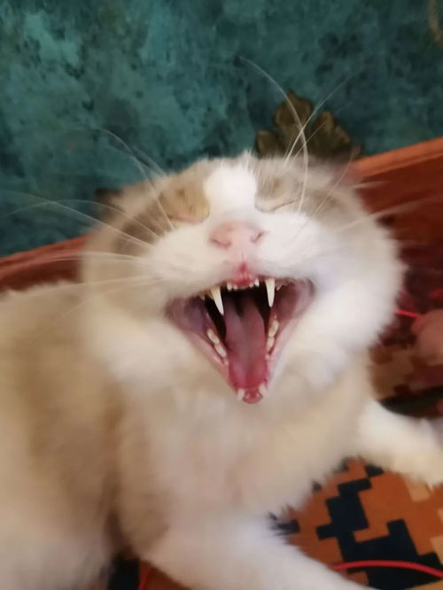 畜养的读音