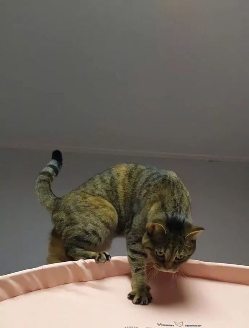 照猫画虎是什么意思?