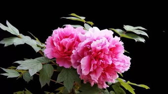 牡丹花开图片，牡丹花什么意思