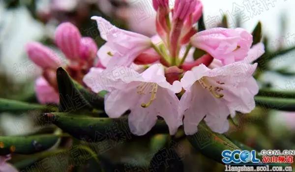 索玛花又叫什么花，索玛花的花语是什么
