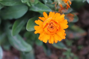 百花齐放的意思是什么