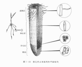 分生区和伸长区的区别，分生区细胞呈什么形状