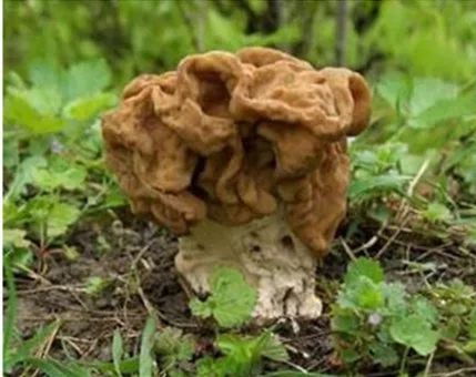 鹿花菌图片，鹿花菌是什么