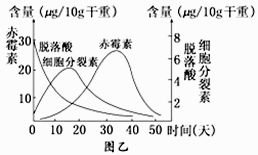 什么是分生区 什么是分生区介绍