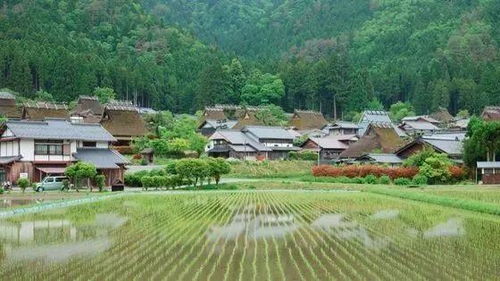 乡下生活2.0安卓下载，乡下老鼠
