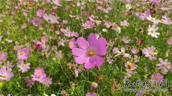 百花齐放的意思是什么，百花齐放才是春上一句