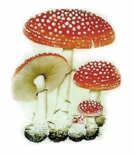 鹿花菌的特征