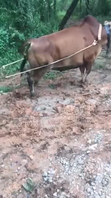 1千牛等于多少吨?