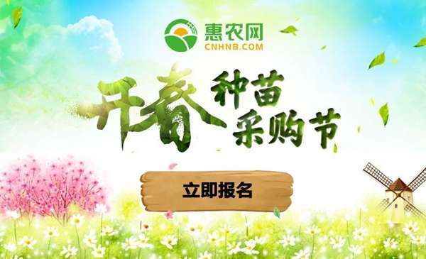 招财竹怎么水养才旺盛