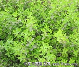 扶芳藤是什么植物