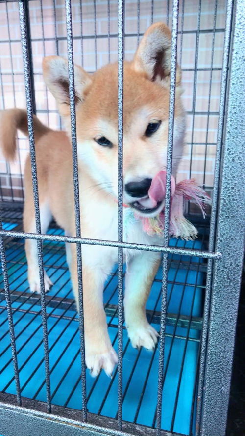 豆眉是什么眉型，豆眉女生好看吗