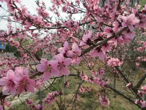 桃花流水是什么意思