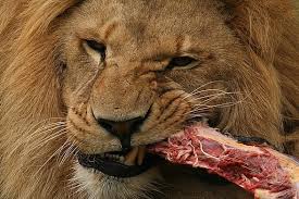 gnawing，gnaw怎么读