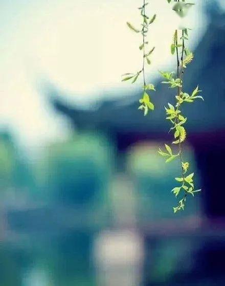 最平淡的幸福经典语录
