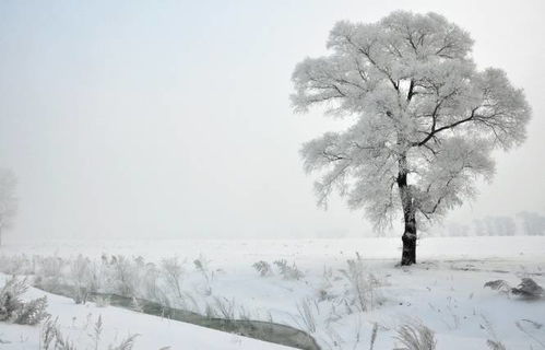 对雪古诗意思解释