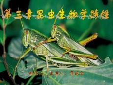 虫豸是什么