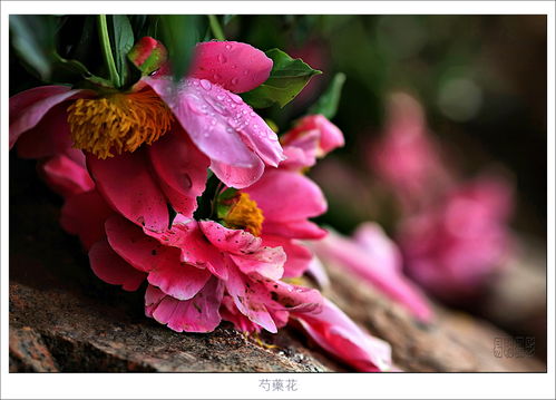 红绡:靠唐朝黑人成全的爱情