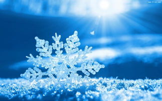 冬天的雪花像什么?