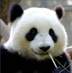 四条腿的动物?