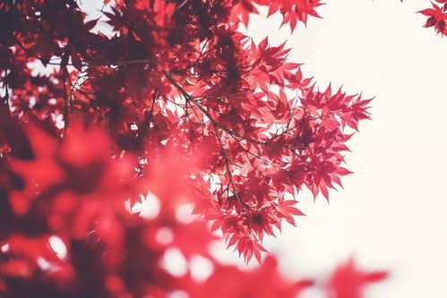闽中秋思的意思和注释，闽中秋思杜荀鹤拼音版