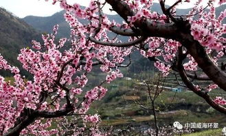 一树桃花开无主的意思是?