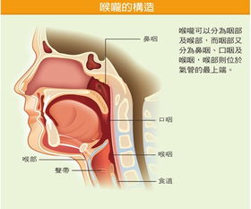 咽的拼音，咽喉的拼音组词