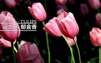 郁金香作文300字三年级，郁金香作文300字三年级下册怎么写
