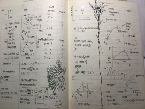 潮怎么组词四年级上册，朝阳的朝怎么组词