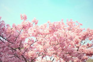 樱花红石材图片，樱花红怎么调色