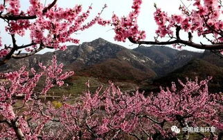 桃花一簇开无主的意思e，桃花一簇开无主的意思情境