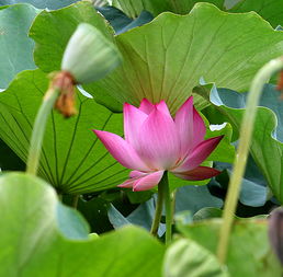 冰心《荷花》全文