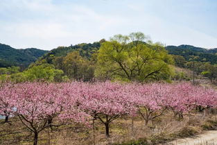 桃花岛风景区门票多少钱，山东桃花岛风景区