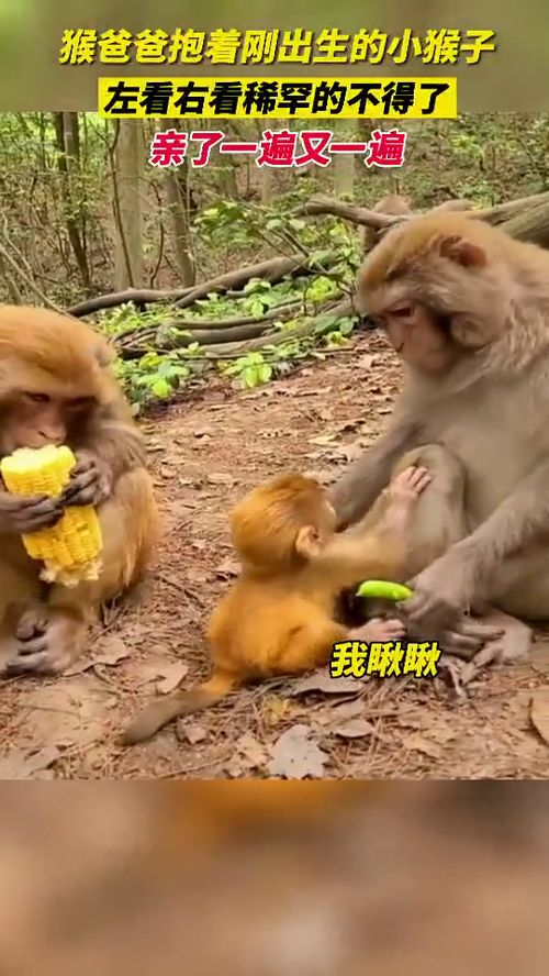 舐犊情深的读音