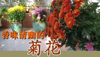 花开满园的意思，花开满园是成语吗