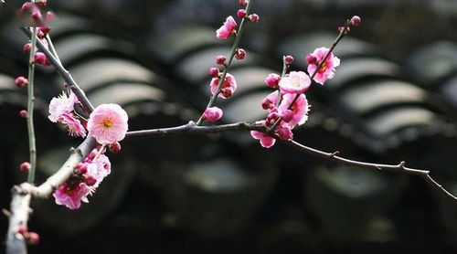 鲍照《玩月城西门廨中》的全诗内容?
