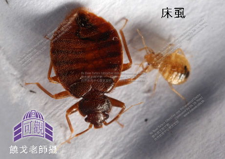 虮虱怎么读，虮子长什么样图片