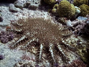 世界危害最大的11种生物是什么?