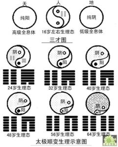 五藏六府指哪些对五行，五藏六府指哪些脏器和器官