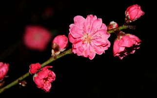 桃花拼音怎么拼写声调，三生三世十里桃花拼音