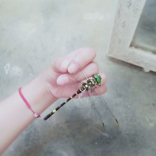 什么动物有八条腿?