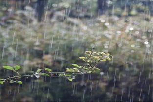 淅淅的意思，淅淅沥沥的小雨