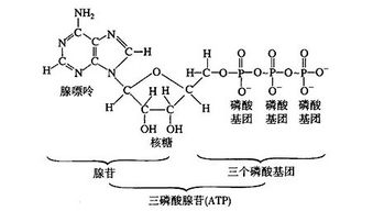 核苷酸的作用，核苷和核苷酸区别