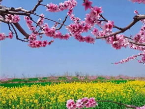 春天的花有什么