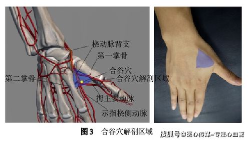 可摸到桡动脉博动的位置是( )